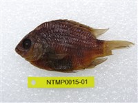 藏品(條紋豆娘魚)的圖片